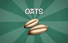 Agriculture and Agri-food Canada - Oats